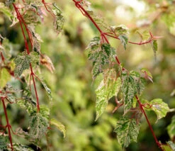 Acer ‘Esk Flamingo’ 7 Acer ‘Esk Flamingo’ -Tree Furnish Store 12816