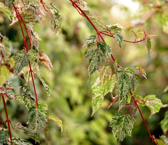 Acer ‘Esk Flamingo’ 5 Acer ‘Esk Flamingo’ - Image 3