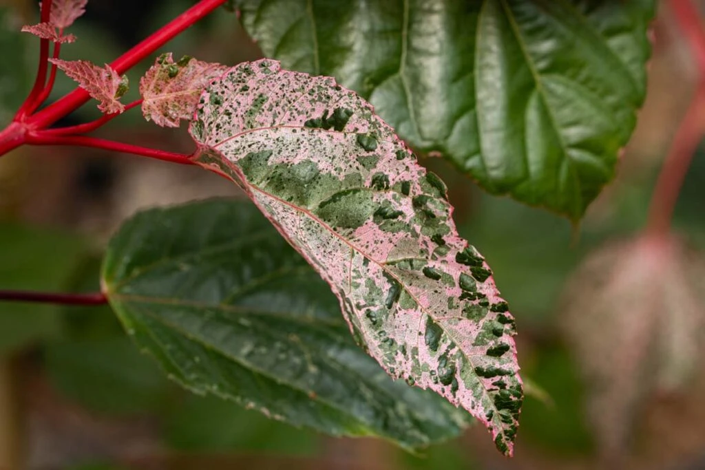 Acer ‘Esk Flamingo’ 4 Acer ‘Esk Flamingo’ - Image 2