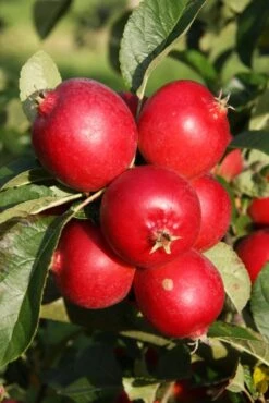 Malus ‘Rosehip’ -Tree Furnish Store 12826 1 1 683x1024 1
