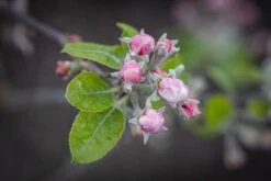 Malus ‘Rosehip’ -Tree Furnish Store 12826 14784 f3ca 1024x683 1