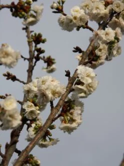 Prunus ‘Powder Puff’ 5 Prunus ‘Powder Puff’ -Tree Furnish Store 12832 1 1
