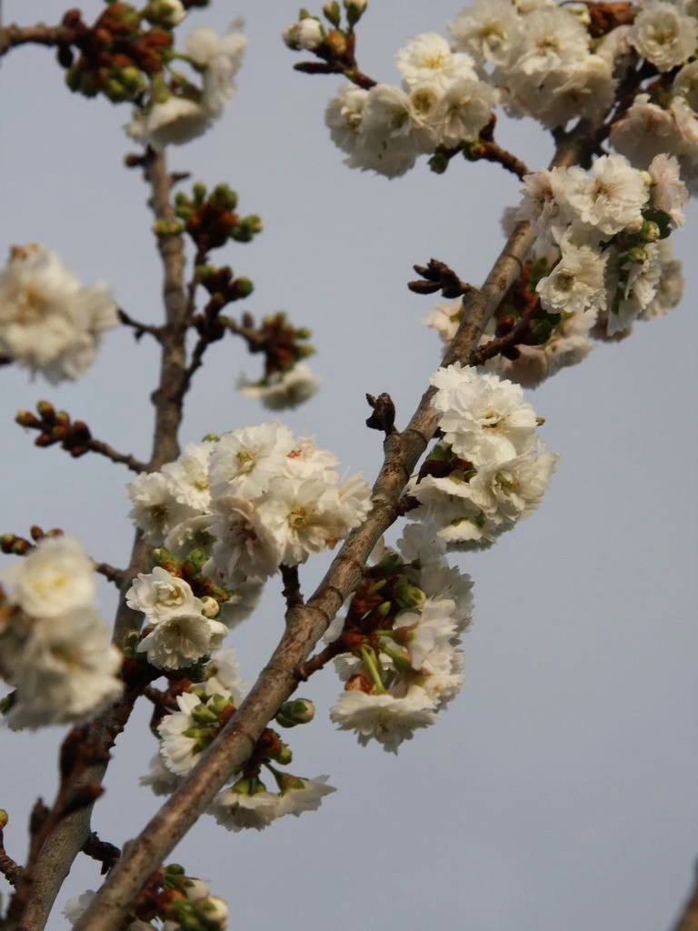 Prunus ‘Powder Puff’ 4 Prunus ‘Powder Puff’ - Image 2