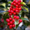 Ilex Aquifolium ‘Alaska’ 2 Ilex Aquifolium ‘Alaska’ -Tree Furnish Store 12882 12896 515a