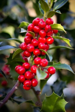 Ilex Aquifolium ‘Alaska’
