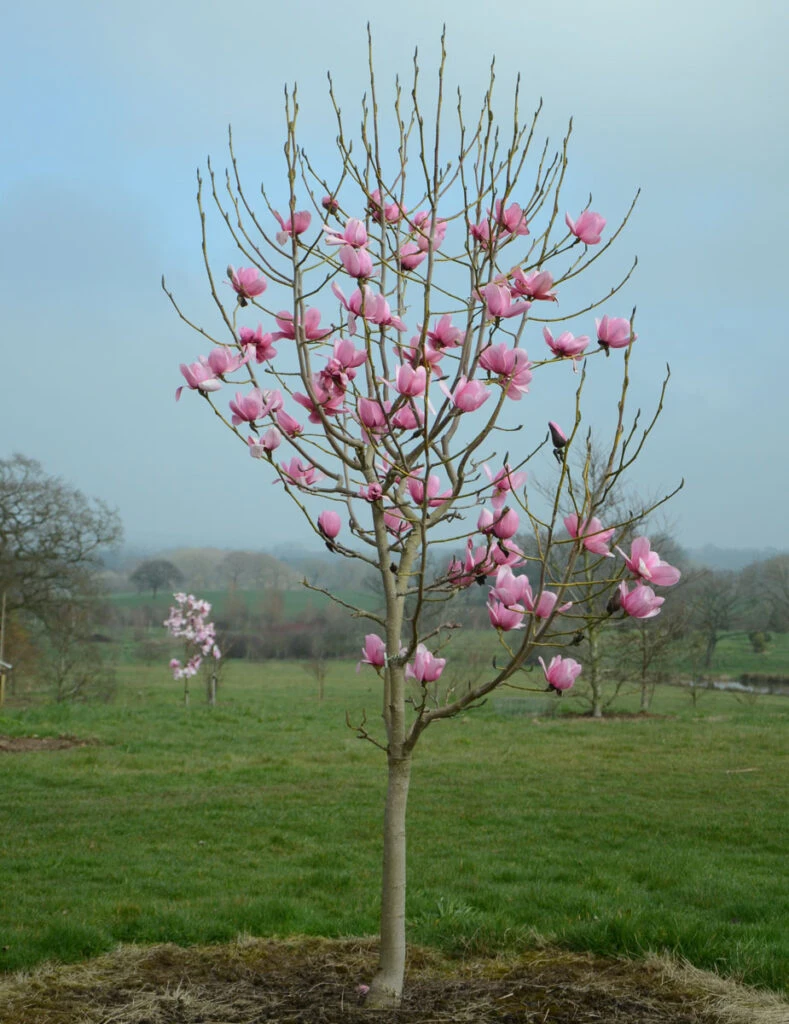 Magnolia Campbellii ‘Charles Raffill’ 5 Magnolia Campbellii ‘Charles Raffill’ - Image 3