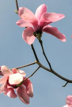 Magnolia Campbellii ‘Charles Raffill’ 6 Magnolia Campbellii ‘Charles Raffill’ -Tree Furnish Store 12885 12478 ffbb 686x1024 1