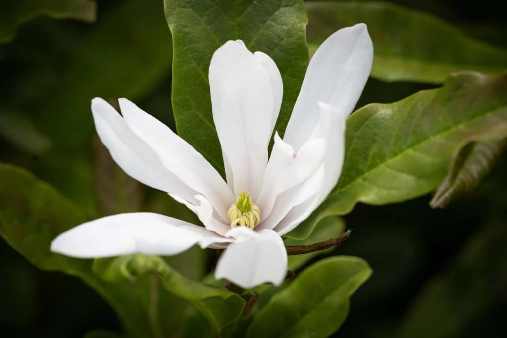 Magnolia Stellata ‘Royal Star’ 3 Magnolia Stellata ‘Royal Star’