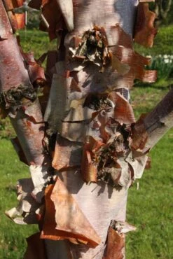 Betula Utilis Subsp. Albosinensis ‘Red Panda’