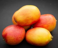 Oaken Pin -Tree Furnish Store 12980 14667 a3ec 1024x844 1