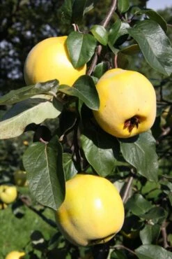 Aromatnaya -Tree Furnish Store 12994 1 1 683x1024 1