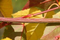 Acer Davidii ‘Viper’® (Mindavi) -Tree Furnish Store 13037 1 1 1024x683 1