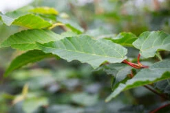 Acer Davidii ‘Viper’® (Mindavi)