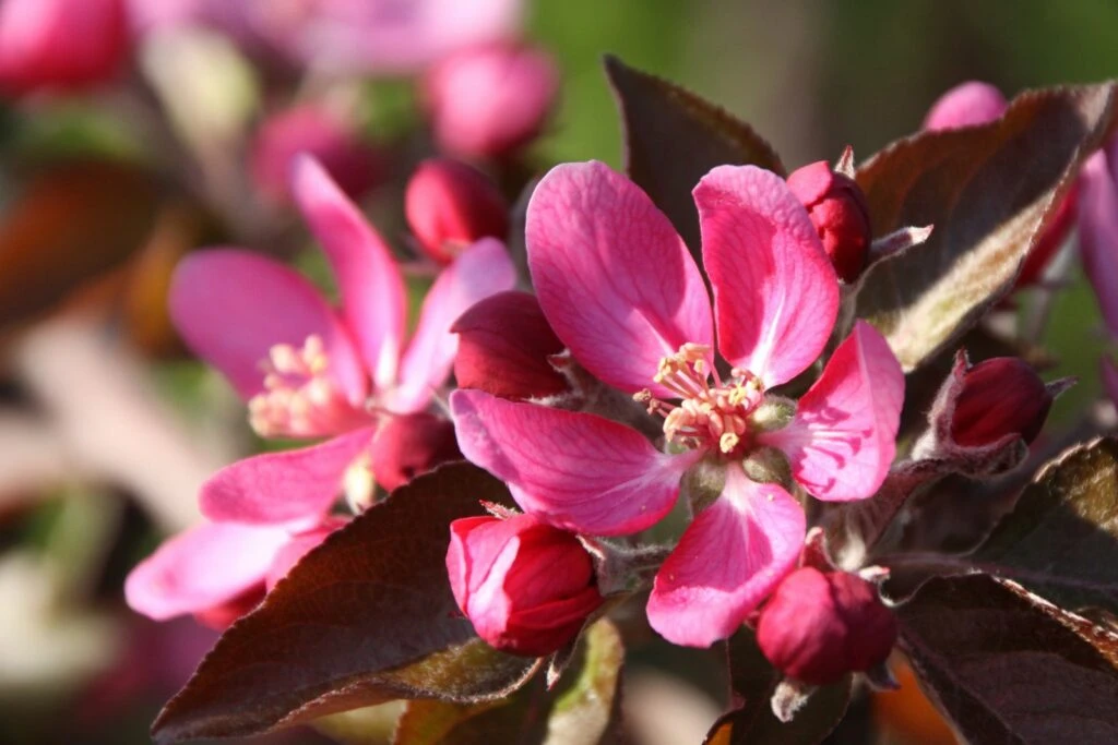 TICKLED PINK Baya® Marisa 4 TICKLED PINK Baya® Marisa - Image 2