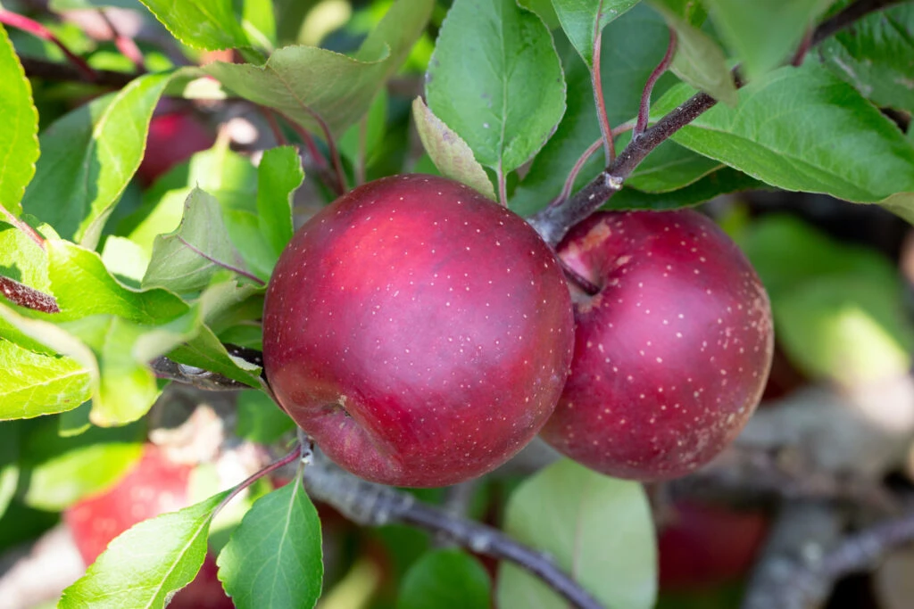 TICKLED PINK Baya® Marisa 3 TICKLED PINK Baya® Marisa