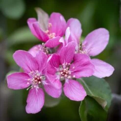 TICKLED PINK Baya® Marisa 9 TICKLED PINK Baya® Marisa -Tree Furnish Store 13074 14830 ad0f 1024x1024 1