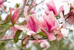 Magnolia ‘Daybreak’ -Tree Furnish Store 13077 12480 d2d1 1024x683 1