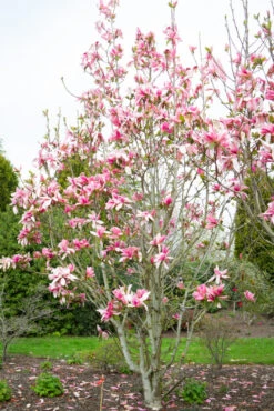 Magnolia ‘Daybreak’ -Tree Furnish Store 13077 12481 164b 683x1024 1