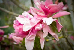 Magnolia ‘Daybreak’ -Tree Furnish Store 13077 12482 0cbc 1024x683 1