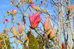 Magnolia ‘Daybreak’ -Tree Furnish Store 13077 4 1024x684 1