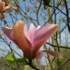 Magnolia ‘Peachy’ 2 Magnolia ‘Peachy’ -Tree Furnish Store 13084 1024x768 1