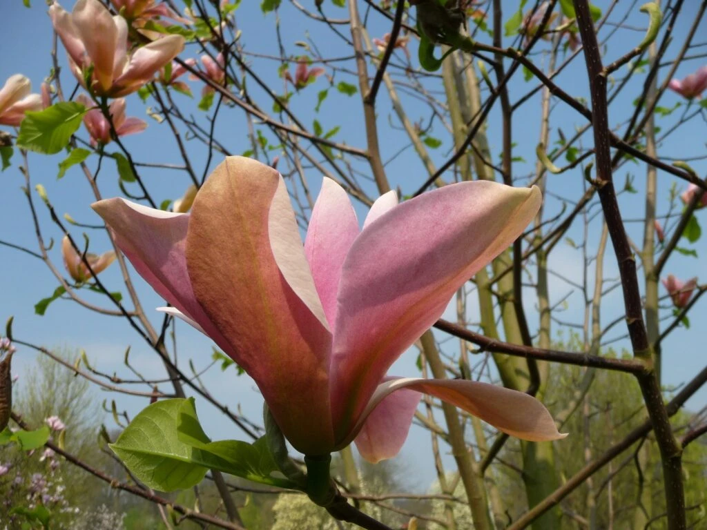 Magnolia ‘Peachy’ 3 Magnolia ‘Peachy’