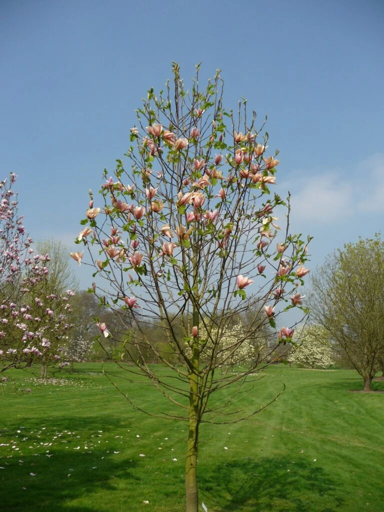 Magnolia ‘Peachy’ 4 Magnolia ‘Peachy’ - Image 2