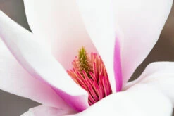 Magnolia ‘Rebeccas Perfume’ -Tree Furnish Store 13086 12238 1b8a 1024x683 1