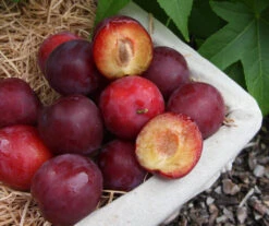 Countess -Tree Furnish Store 13110 1 1 1024x860 1