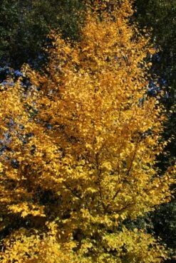 Betula Papyrifera ‘Saint George’