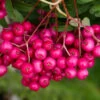 Sorbus Vilmorinii ‘Pink Charm’ -Tree Furnish Store 13125 12848 26c1 1024x683 1