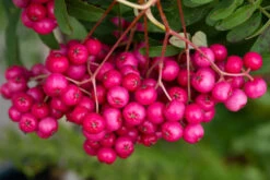 Sorbus Vilmorinii ‘Pink Charm’