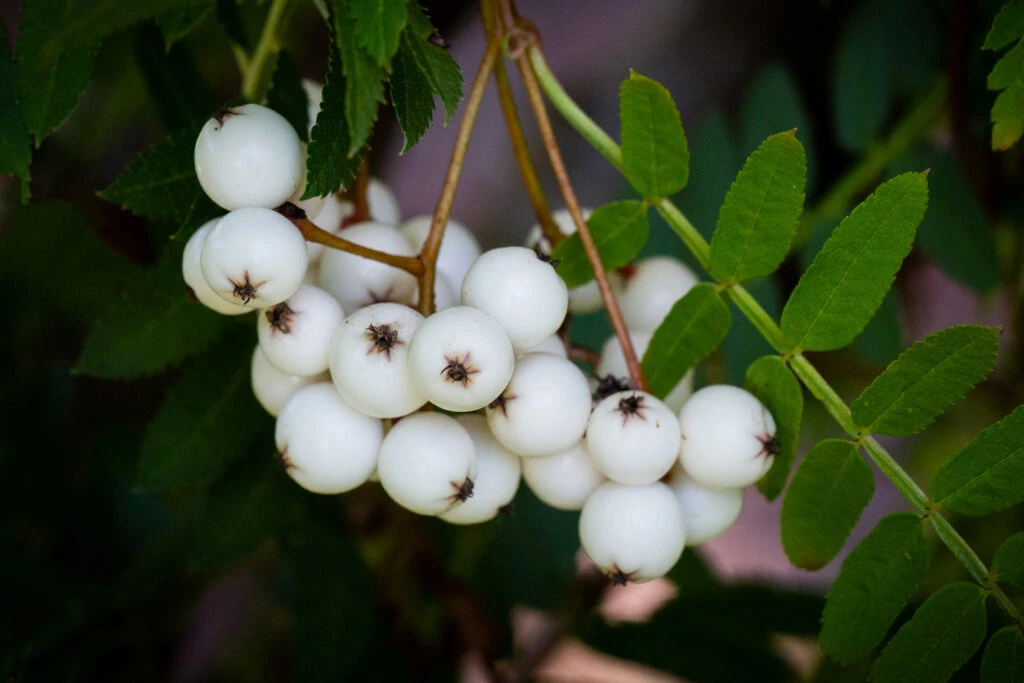 Sorbus ‘Glendoick White Baby’™ 4 Sorbus ‘Glendoick White Baby’™ - Image 2