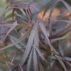 Acer Palmatum ‘Enkan’ -Tree Furnish Store 13148 15077 d9df 1024x683 1