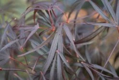 Acer Palmatum âEnkanâ