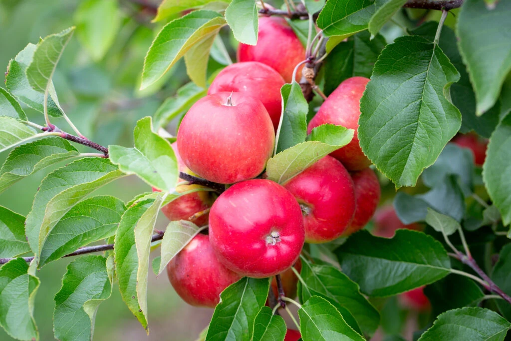 Red Topaz® 3 Red Topaz®