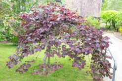 Cercis Canadensis ‘Ruby Falls’® -Tree Furnish Store 13239 12647 ee93 1 1024x683 1