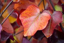 Cercis Canadensis ‘Merlot’® -Tree Furnish Store 13241 14677 aeee 1024x682 1