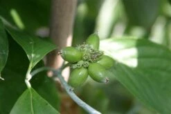 Cornus Florida ‘White Cloud’