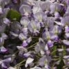 Wisteria Floribunda ‘Hon-beni’