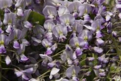 Wisteria Floribunda ‘Hon-beni’