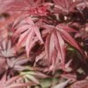 Acer Palmatum ‘Pixie’ -Tree Furnish Store 13263 2