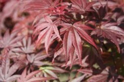 Acer Palmatum âPixieâ