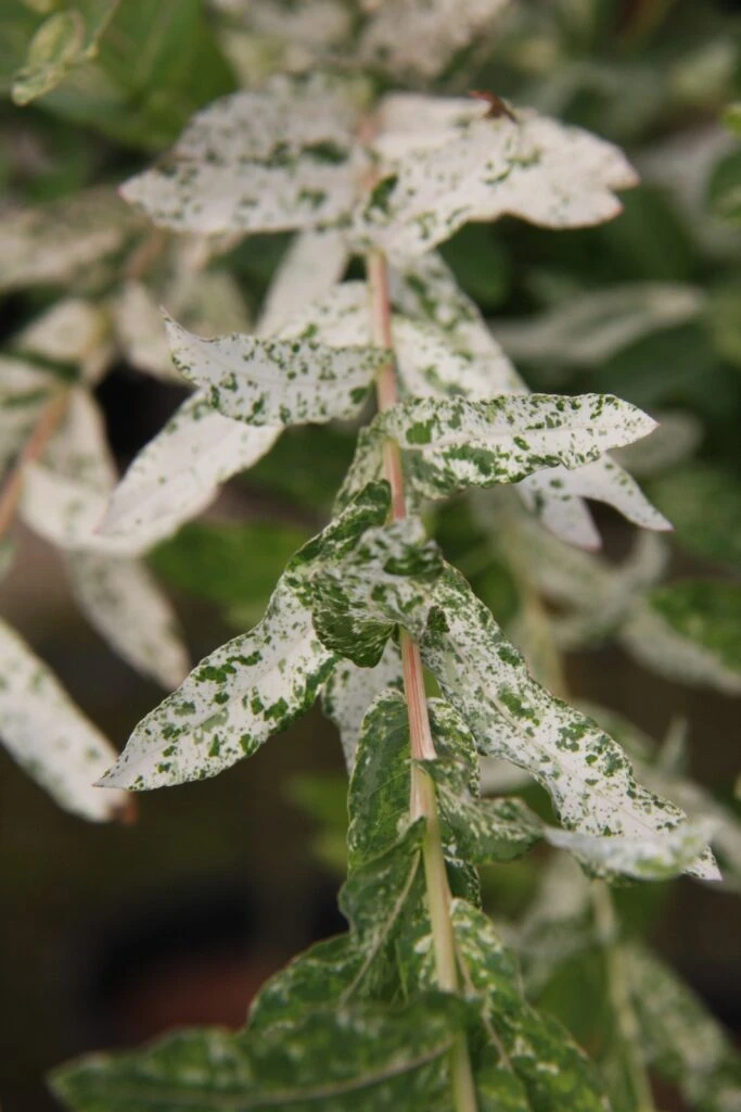 Salix Integra ‘Hakuro-nishiki’ 4 Salix Integra ‘Hakuro-nishiki’ - Image 2