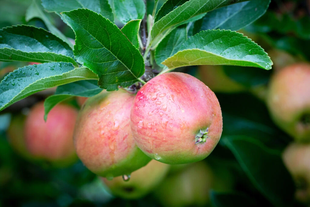 Little Pax® 4 Little Pax® - Image 2