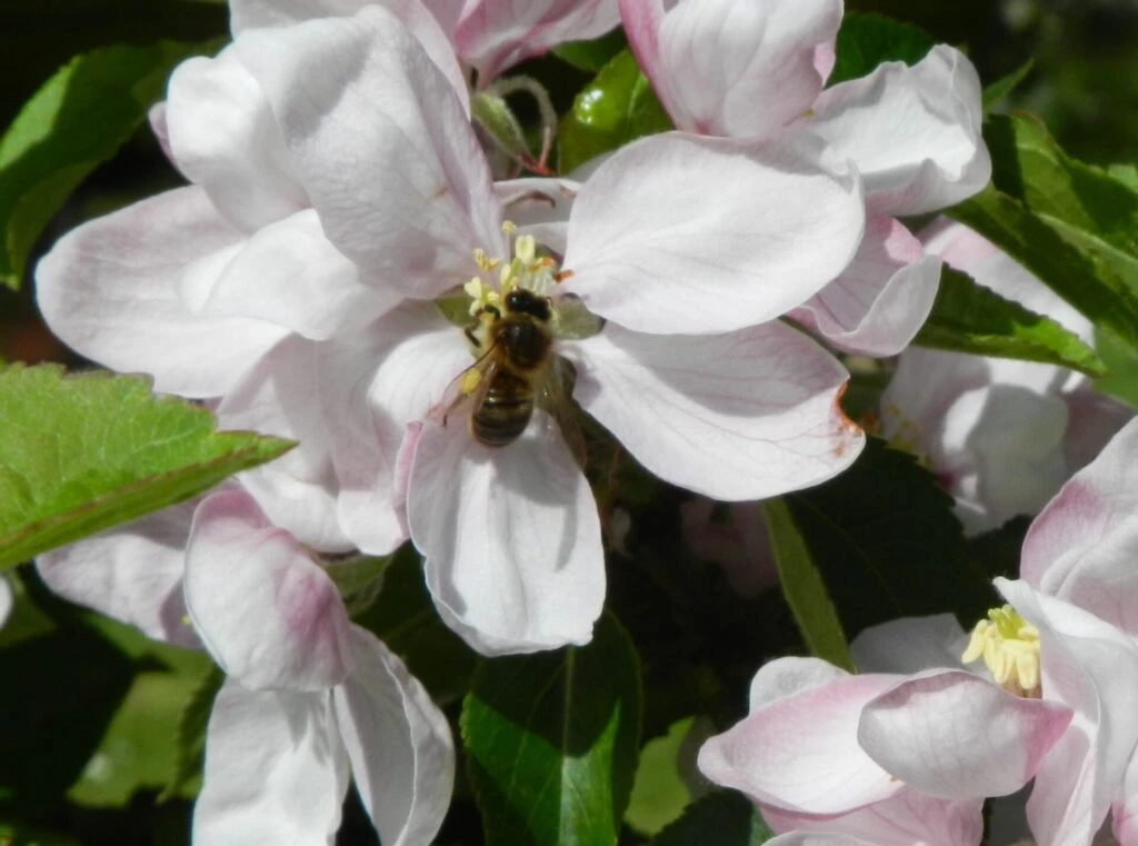 Little Pax® 5 Little Pax® - Image 3