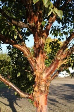 Betula Utilis ‘Dark-Ness’ 9 Betula Utilis ‘Dark-Ness’ -Tree Furnish Store 13306 1 683x1024 1