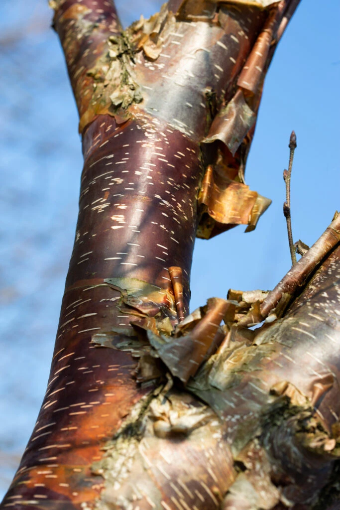 Betula Utilis ‘Dark-Ness’ 4 Betula Utilis ‘Dark-Ness’ - Image 2