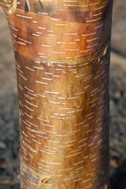 Betula Utilis ‘Dark-Ness’ 8 Betula Utilis ‘Dark-Ness’ -Tree Furnish Store 13306 12252 760c 1 683x1024 1