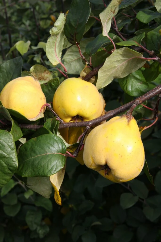 Isfahan 4 Isfahan - Image 2